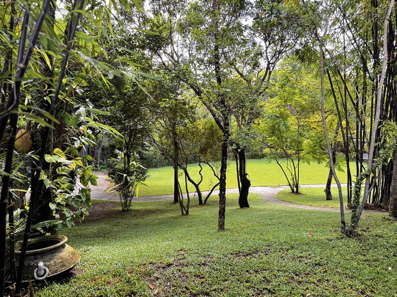 Wide lawn under tall shade trees in the garden
