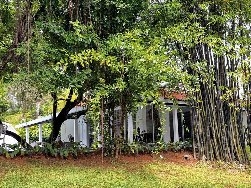 The villa's verandah glimpsed through bamboo and tall trees